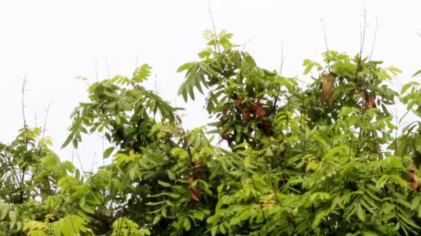 Die tropischen Regen — Stockvideo